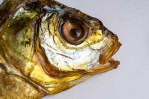 New Artist Named Fish Head - JDWilliams